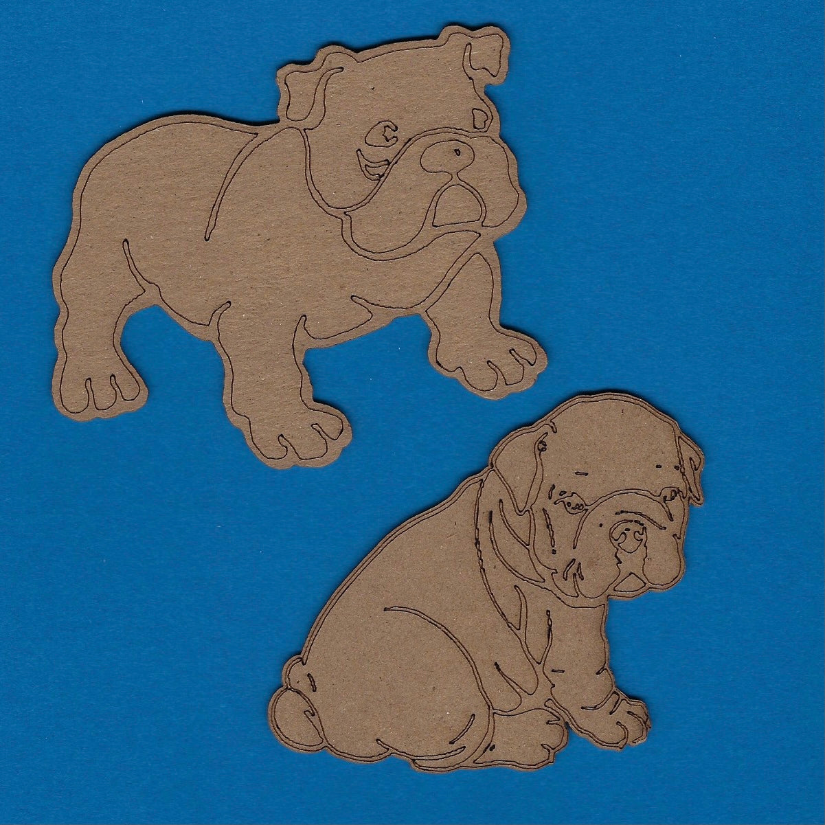 English Bulldog Adult Puppy Dog