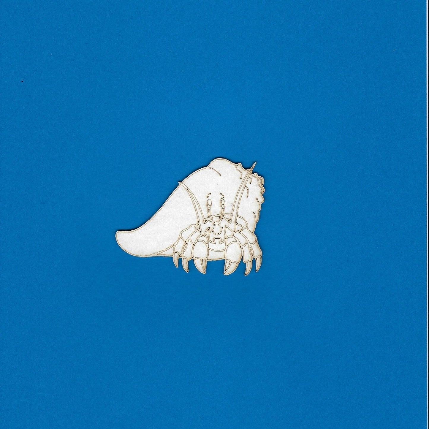 Hermit Crab (Animals) (Beach)